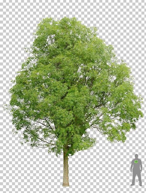 Deciduous Forest, Trees Png, Plane Tree, Maple Sugar, Tree Png, Mango Tree, Sugar Maple, Maple Tree, Free Sign