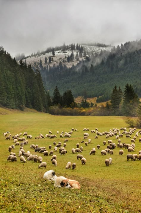 Sheep Front View, Sheep In A Field, Sheep On A Hill, Sheep Field, Shepherd Aesthetic, Sheep Pasture, Sheep Aesthetic, Goat Herder, Physical Geography