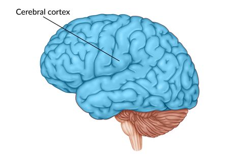 Cerebral Cortex Damage: Definition, Symptoms, and Recovery Cerebral Cortex Brain, Frontal Lobe Damage, Alien Hand Syndrome, Caudate Nucleus, Glasgow Coma Scale, Areas Of The Brain, Basal Ganglia, Occipital Lobe, Motor Coordination