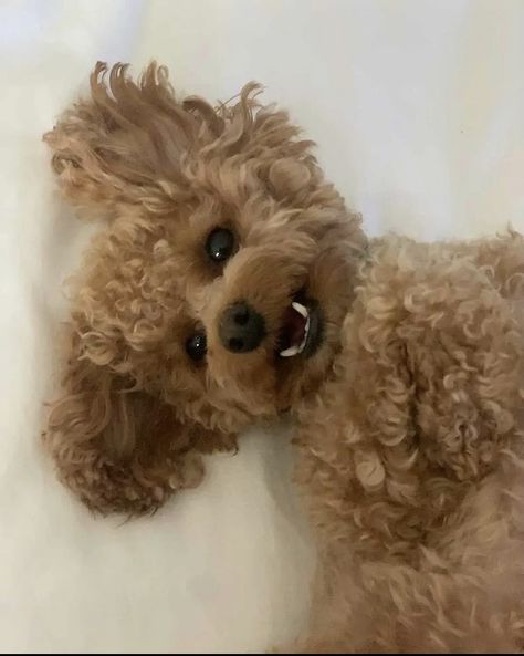 Dogs With Curly Hair, Tiny Dog Aesthetic, Brown Mini Poodle Puppy, Mini Puddle Dog Brown, Silence Is Better, Small Brown Curly Hair Dog, Dog Peeking, Dog Mommy, Fluffy Puppies