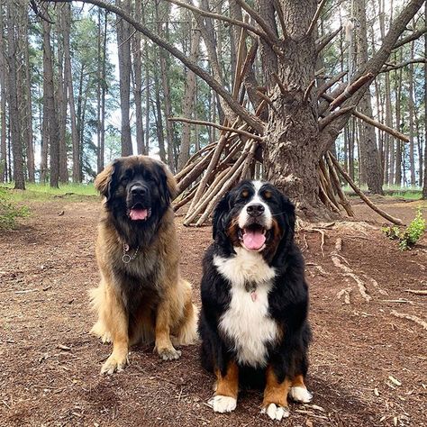 14 Things Only Leonberger Owners Would Understand | Page 2 of 3 | PetPress Leonberger Puppy, Leonberger Dog, Alsatian Dog, Cute Names For Dogs, Rare Dog Breeds, Cute Dog Photos, Calm Dogs, Cute Dogs And Puppies, Bernese Mountain Dog