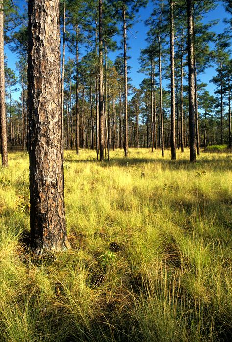 Pinus palustris - Wikimedia Commons Forest Reference, Longleaf Pine, Vibe Board, Cedar Forest, Forest Conservation, Geothermal Energy, Southern Pine, Forest Photos, Bird Hunting