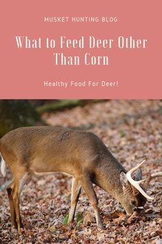 Deer Corn, Deer Habitat, Deer Attractant, Deer Feed, Food Plots For Deer, Deer Food, Hunting Ideas, Deer Feeders, Deer Stands