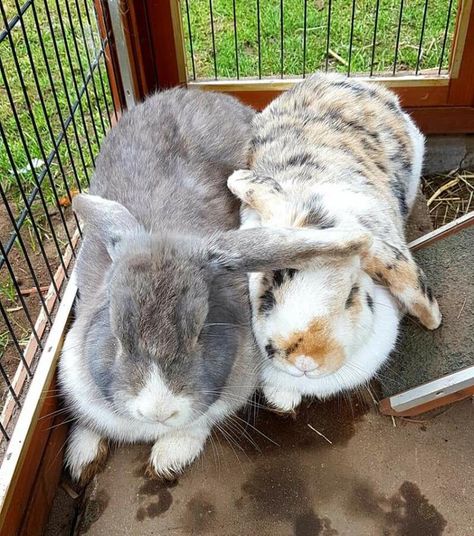 French Lops Rabbits, French Lop Rabbit, English Lop, French Lop, Rabbits For Sale, Meat Rabbits, Mini Lop, Rabbit Breeds, Holland Lop