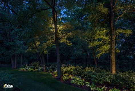 Outdoor Large Tree Lighting, Tree Uplighting Outdoor, Tree Led Lighting Outdoor, Moon Lighting Landscape, Residential Lighting Design, Moonlighting Landscape Lighting, Waterfall Lights, Evergreen Landscape, Backyard Trees