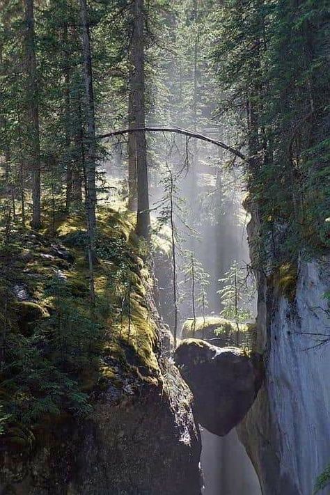 Maligne Canyon, Jasper National Park Canada, Solo Trips, Canada National Parks, Jasper National Park, Parks Canada, Dream Vacations Destinations, Beautiful Places In The World, Canada Travel