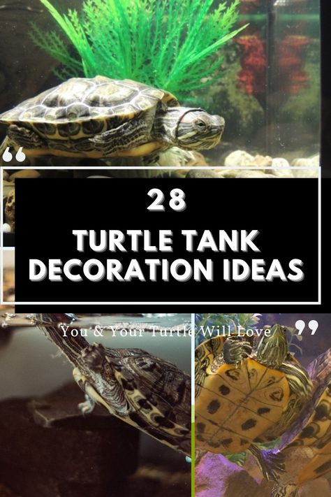 If you are looking for turtle tank decoration ideas, you have come to the right place! Here are 28 ideas that you and your turtle will love. Decorating your turtle's tank can provide both aesthetic value and environmental enrichment for your pet. From natural-looking habitats to fun and creative designs, there are many options to choose from. Consider adding rocks, plants, hides, and other elements to make your turtle feel at home and keep them happy and healthy. Turtle Tank Decor Ideas, Turtle Tank Ideas Aesthetic, Painted Turtle Tank Ideas, Yellow Belly Turtle Tank Ideas, Water Turtle Tank Ideas, Aquatic Turtle Tank Ideas, Turtle Aquarium Ideas, Musk Turtle Tank Ideas, Turtle Enrichment