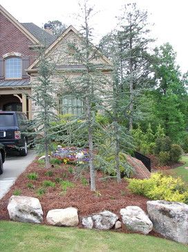 Biggers - traditional - Landscape - Atlanta - Legacy Landscapes, Inc. Blue Atlas Cedar, Atlas Cedar, Easy Landscaping, Landscape Plans, Traditional Landscape, Landscaping Tips, Diy Landscaping, House Landscape, Ideas Pictures