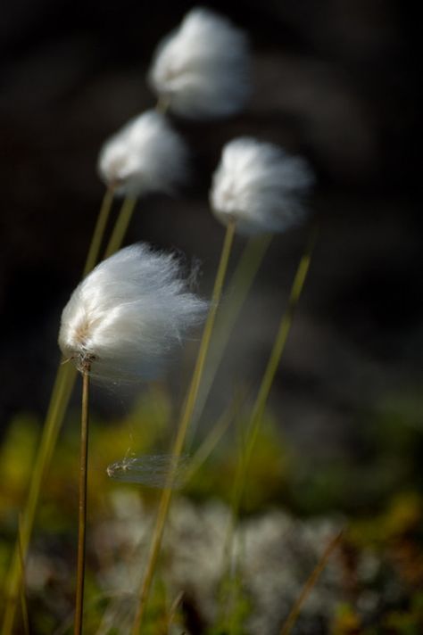 Photo Blowin' In The Wind, Dandelion Wish, Windy Day, Gone With The Wind, The Grass, Macro Photography, Mother Nature, Flower Power, Beautiful Nature