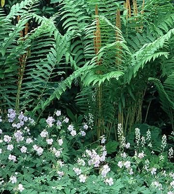 Cinnamon fern and perennial geranium     This understated pairing of low and tall shade plants is a natural in a woodland garden. Petite geranium flowers fill the often scraggly looking base of mature ferns with delicate points of pale color (pink, purple, blue or cream). The feathery fronds of ferns typically reach 2-5 feet tall. Tall Shade Plants, Cinnamon Fern, Hosta Gardens, Geranium Flower, Best Perennials, Fragrant Plant, Fern Plant, Summer Plants, Woodland Garden