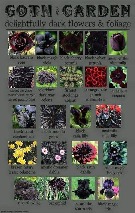 Easy Outdoor Plants For Beginners, Goth Front Yard, Forest Witch Kitchen, Goth Indoor Plants, Asylum Flower, Goth Patio, Goth House Interior, Deadly Plants, Black Plants