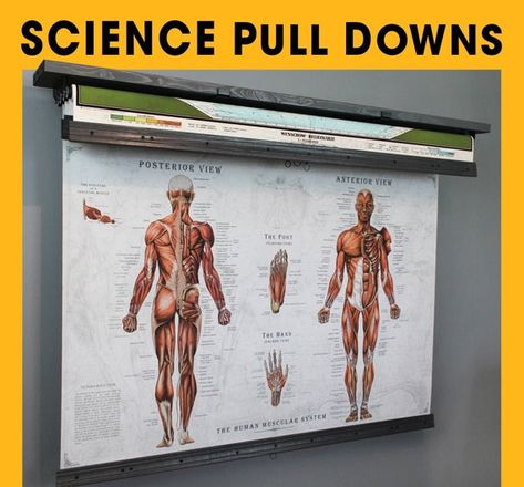 Modern Periodic Table, Human Muscular System, Hide Tv, Science Chart, Pull Down Map, Body Human, Star Science, Hidden Tv, Tv Covers