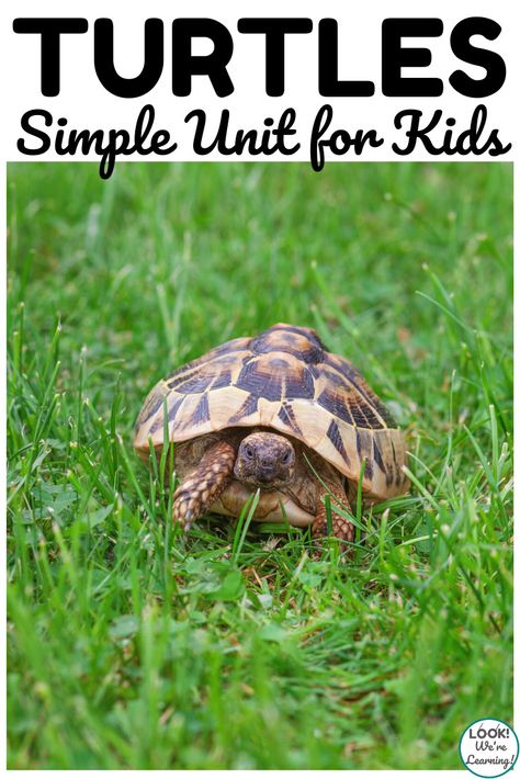 Simple Turtles Unit Study for Kids - Look! We're Learning! Reptile Unit Study, Freshwater Turtles, Turtle Facts, Unit Studies Homeschool, Ocean Unit, Turtle Pond, Farm School, Fun Animals, Unit Studies