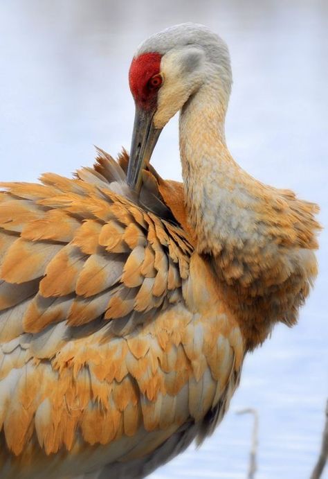 Sandhill Cranes, Shore Birds, Big Birds, Sandhill Crane, File System, Crane Bird, Herons, Bird Watcher, Shorebirds