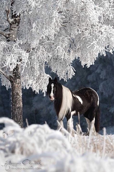 Horses In Snow, Amazing Horses, Majestic Horses, Winter Horse, Equine Portraits, Horse Diy, Majestic Horse, All The Pretty Horses, Limassol