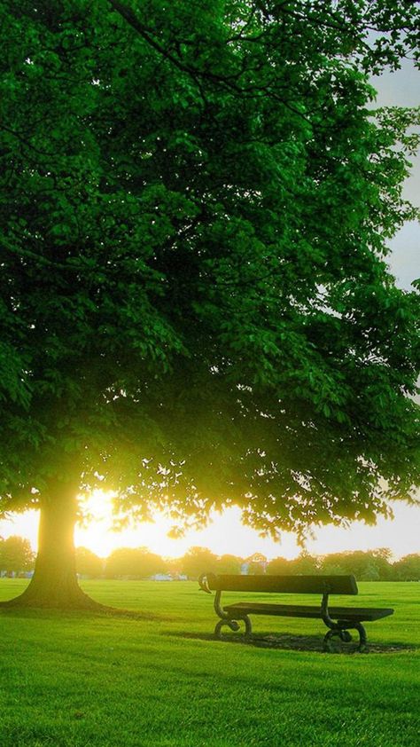 Sunshine Bench Under Big Tree #iPhone #6 #plus #wallpaper Free Spring Wallpaper, Iphone 5s Wallpaper, Tree Bench, Park Benches, ملصق ديني, Best Nature Wallpapers, Trending Pins, Free Iphone Wallpaper, Spring Wallpaper