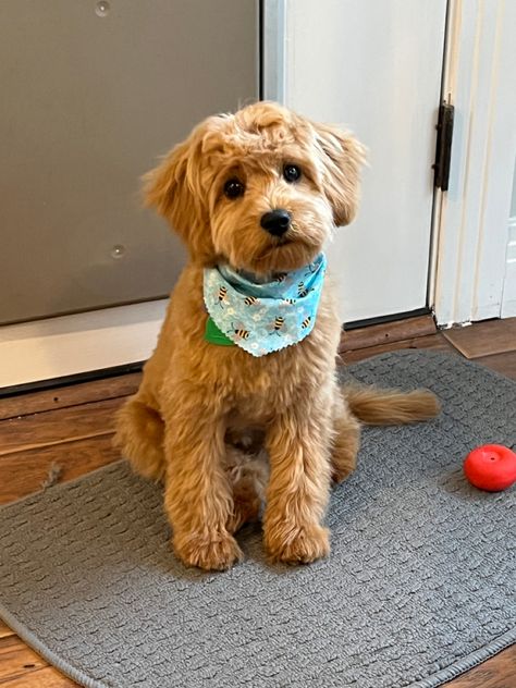 A cavapoo puppy with a teddy bear haircut after his first grooming Dog Haircuts Cockapoo, Teddy Bear Cut Cockapoo, Cockapoo Summer Haircut, Short Cockapoo Haircut, Cockapoo Puppy Haircut, Cockapoo Teddy Bear Haircut, Cavapoochon Grooming Styles, Cockapoo Haircut Styles Short, Cavapoo Puppy Haircut