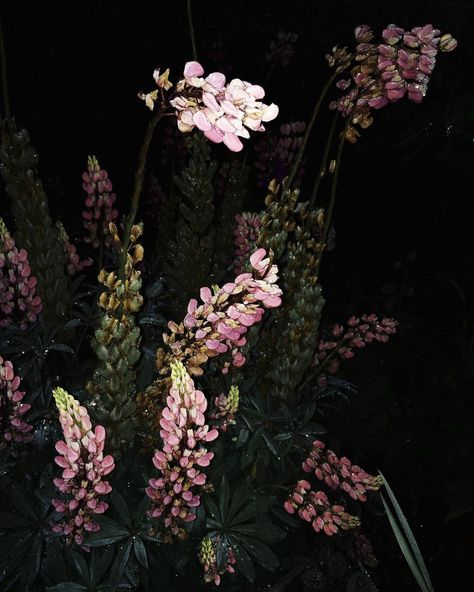 𝕭𝖑𝖚𝖒𝖊𝖓𝖍𝖆𝖚𝖘 on Instagram: “Sleeping flowers series since 2019 by @aldona 🖤 Aldona Karczmarczyk took her first portrait of a flower at night when she saw the beauty…” Dark Flowers Aesthetic, Night Plants, Flowers At Night, Unreal Unearth, Night Blooming Flowers, Dark Garden, In Her Garden, Dark Paintings, Photos Inspo