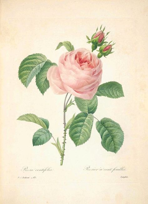 Redoute Flowers, Illustration Rose, Rose Flower Print, Wal Art, Rose Illustration, Illustration Botanique, Vintage Florals, Rose Images, Vintage Botanical Prints