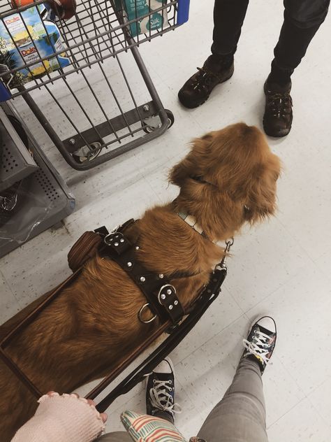 Guide Dog Aesthetic, Service Dog Aesthetic, Service Dog Cape, Billy Showalter, Medusa Book, Cute Service Dog Gear, Cut Dogs, Traveling With A Service Dog, Mobility Harness Service Dog