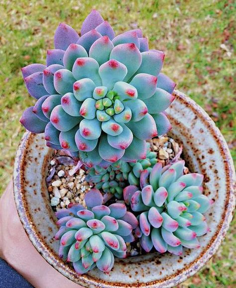 25 Best Blue Succulents | Succulents with Blue Color Interior Gardens, Plants Pictures, Blue Elf, Blue Succulents, Cactus Seeds, Cactus Planta, Succulent Garden Design, Colorful Succulents, Growing Succulents