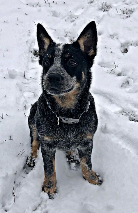 Blue Heeler Dog, Blue Healers Dog, Blue Healer, Blue Heeler Puppy, Blue Heelers, Service Dogs Breeds, Blue Heeler Puppies, Austrailian Cattle Dog, Heeler Puppies