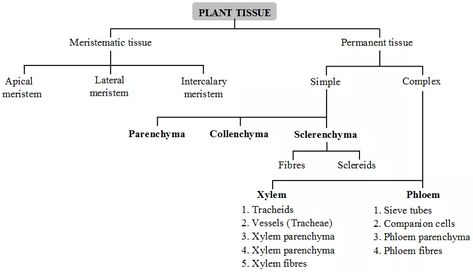 Plant Tissue Biology Notes, Pharmacy Knowledge, Cell Parts And Functions, Botanical Academia, Tissue Biology, Teaching Plants, Plant Biology, Biology Plants, Upsc Notes