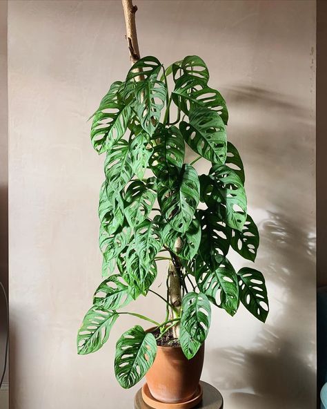 Plant Pic, Gorgeous Plants, Vining Plants, Random Decor, Plant Wishlist, Plant Goals, Monstera Adansonii, Planting Ideas, Plants Are Friends