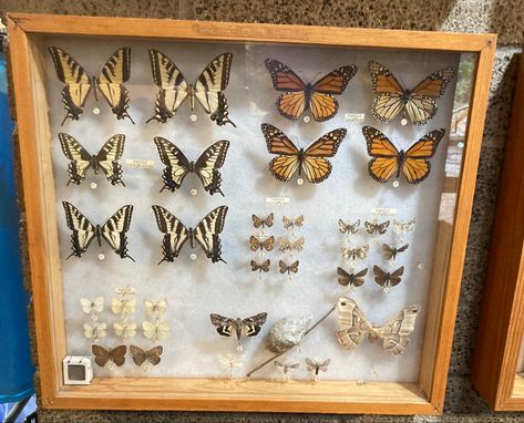 Bug Pinning Display, Curiosity Shelves, Bug Pinning, Entomology Decor, Taxidermy Butterflies, La House, Beautiful Bugs, Bugs And Insects, Birthday List