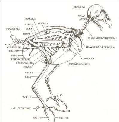 skeleton: Anatomy Bones, Veterinary Science, Vet Medicine, Vet Assistant, Animal Skeletons, Animal Anatomy, Vet Med, Veterinary Technician, Animal Study