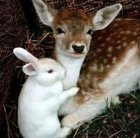 𐙚 ׅCredits to: @bunny.loverpage ✄ on ig ─ִ ⋆ ࣪☾ ೀ Animal Photography Wildlife, Animal Hugs, Puppies Cute, Photography Wildlife, Animal Images, Baby Deer, Animals Of The World, Animal Quotes, Animal Tattoos