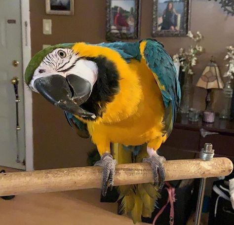 Blue and gold macaw Blue And Gold Macaw, Quaker Parrot, Blue Gold Macaw, Parrot Costume, Sliced Strawberries, Lady Lake, Amazon Parrot, Macaw Parrot, African Grey Parrot