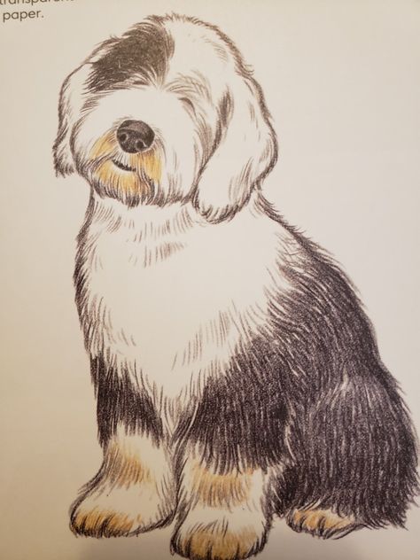 Sheepadoodle Drawing, Bearded Collie Drawing, Old English Sheepdog Drawing, Sheepdog Tattoo, Beginner Sketches, Color Pencil Sketch, Stone Art Painting, Dog Sketch, English Sheepdog