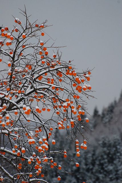 Winter Scenery, Persimmon, Winter Wonder, Winter Garden, Japanese Culture, Fruit Trees, Japan Travel, 그림 그리기, Japanese Art