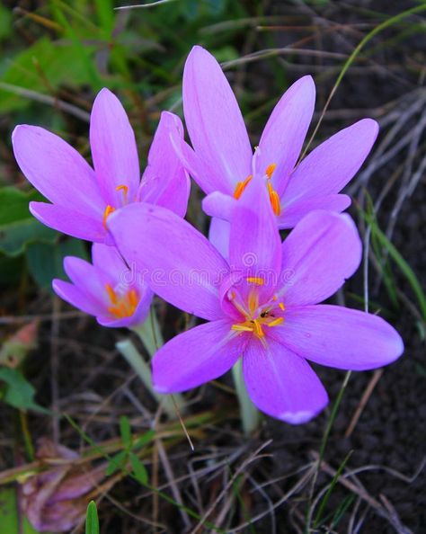 Crocus Tattoo, Colchicum Autumnale, Autumn Crocus, Design Flyers, Flower Image, Brochure Design Template, Fall Flowers, Horticulture, Rabbits