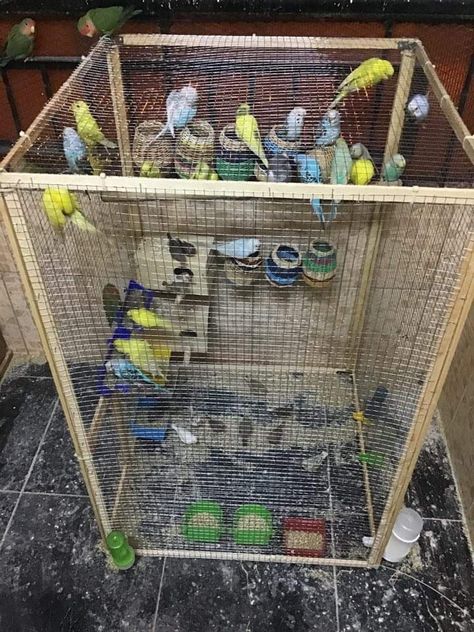 Finch Aviary, Parrot House, Finch Cage, Zebra Finches, Love Birds Pet, Birds Pet, Parrot Training, Pet Bird Cage, Budgies Bird