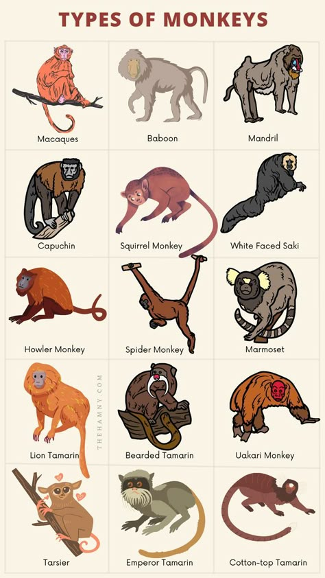 Types of Monkeys Different Kinds Of Monkeys, Monkey Reference Drawing, Squirrel Monkey Drawing, Spider Monkey Drawing, Monkey Drawing Sketch, Monkey Fursona, Monkey Art Illustration, Monkey Anatomy, Monkeys Drawing