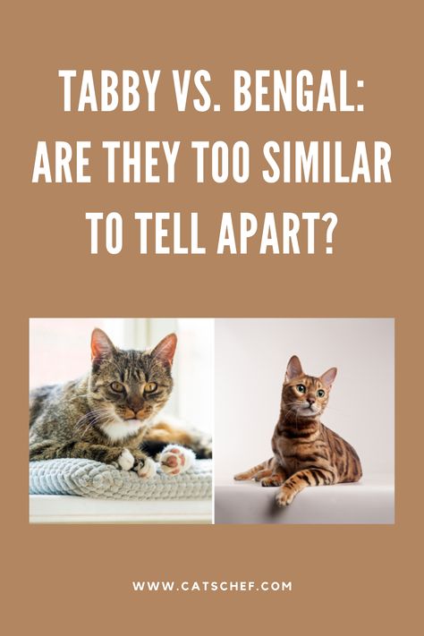 Due to the similarity between their markings, many people mistake traditional Bengals with tabby cats. But how much do they differ? Which one is a better choice for you (and your family)? Tabby vs. Bengal: which one should you get?

Before we get into more details, it’s important to mention that tabby isn’t a separate breed. It’s just a coat pattern that many different breeds can have.


#catschef #cat #cats #kitten #kittens #catlover #catlovers #catlife #catoftheday #meow #pets Tabby Kittens, Cats Tabby, Cat Proofing, Tabby Cats, Tabby Kitten, Cat Shelves, Spots Pattern, Bengal Cat, Coat Patterns