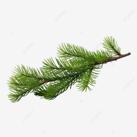 spruce christmas tree branch branch of a forest tree green all year round tree leaves fern leaf fe Spruce Branch, Spruce Christmas Tree, Christmas Leaves, Christmas Tree Branches, Fern Leaf, Tree Leaves, Tree Branch, Green Christmas, Tree Branches