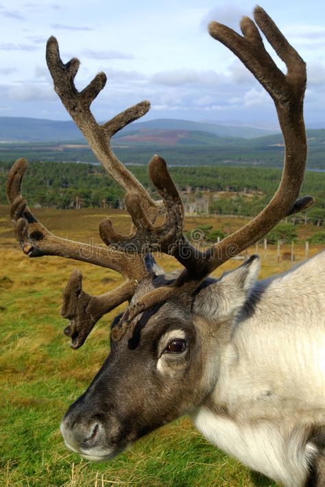 Conservation Projects, Moose Deer, Wild Animals Photography, Ghost World, Wild Deer, Reindeer Head, Head And Shoulders, Types Of Animals, Me App