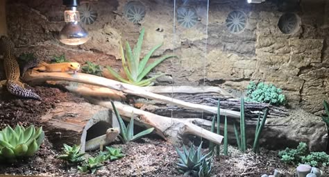 This style of arid bioactive vivarium could be used for many species of reptile including leopard geckos, bearded dragons, corn snakes and kingsnakes. Bearded Dragon Vivarium, Dart Frog Vivarium, Gecko Vivarium, Leopard Gecko Habitat, Leopard Gecko Tank, Bioactive Vivarium, Corn Snakes, Gecko Habitat, Bearded Dragon Terrarium