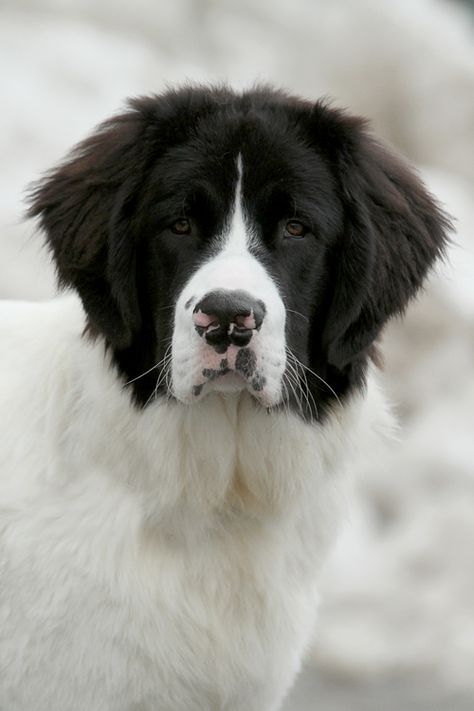 Landseer - Many kennel clubs consider the Landseer to be simply a black-and-white variant of the Newfoundland, but the Fédération Cynologique Internationale recognizes it as a separate breed. Landseer Dog, Pet Anime, Black And White Dog, Newfoundland Dog, Dog Rules, White Dog, Sweet Dogs, Dog Photography, Dog Photos