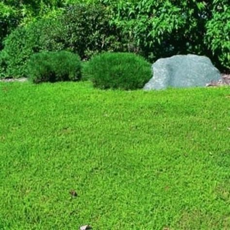 Outsidepride Herniaria Glabra Ground Cover Seeds #Outsidepride Grass Alternatives, Ground Cover Seeds, Grass Alternative, Lawn Alternatives, Drought Tolerant Landscape, Ground Covers, Shade Flowers, Drought Resistant, Ground Cover Plants