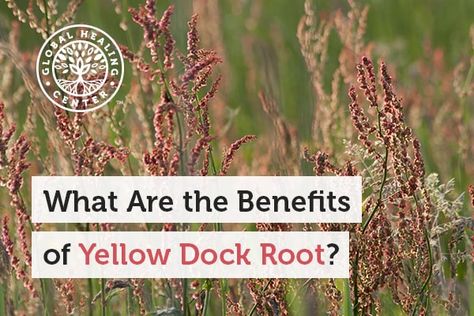 Yellow Dock Root Benefits, Yellow Dock Root, Yellow Dock, Herb Life, Health Chart, Tea Benefits, Cellular Level, The Liver, Liver Health