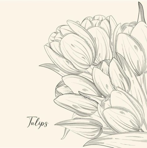 Hand drawn illustration and sketch Tulips flower. Black and white with line art illustration. Idea for business visit card, typography vector,print for t-shirt. Tulip Flower Illustration, Tulip Outline, Idea For Business, Flower Black And White, Tulip Drawing, Visit Card, Line Art Illustration, Pencil Shading, Flower Black