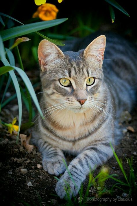 Hi there! My name is Irismoon, and I'm a pale gray tabby she-cat. My brother is Ivorydust, and he's always been with me. Ever since I was a kit, I've been sick and weak. But now that I'm with Deltaclan, I've been able to stand on my own paws for once! I don't have a mate or kits, but I love helping around the nursery. Ivorydust and I will always be close, but he's always so busy hunting and patroling, I'm a little lonely by my self now. But I've got the clan, and they'll always stand by me. Silver Tabby Cat, Warrior Cat, Domestic Cat, Cute Cats And Kittens, Warrior Cats, The Grass, Beautiful Cat, Pretty Cats, Tabby Cat