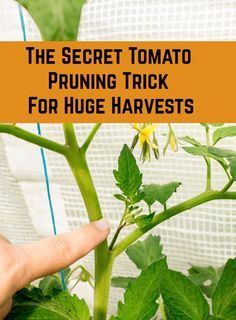 Prune Tomato Plants, Tomato Suckers, Pruning Tomato Plants, Tomato Pruning, Tips For Growing Tomatoes, Growing Tomato Plants, Vegetable Garden Tips, Tomato Plant, Tomato Cages