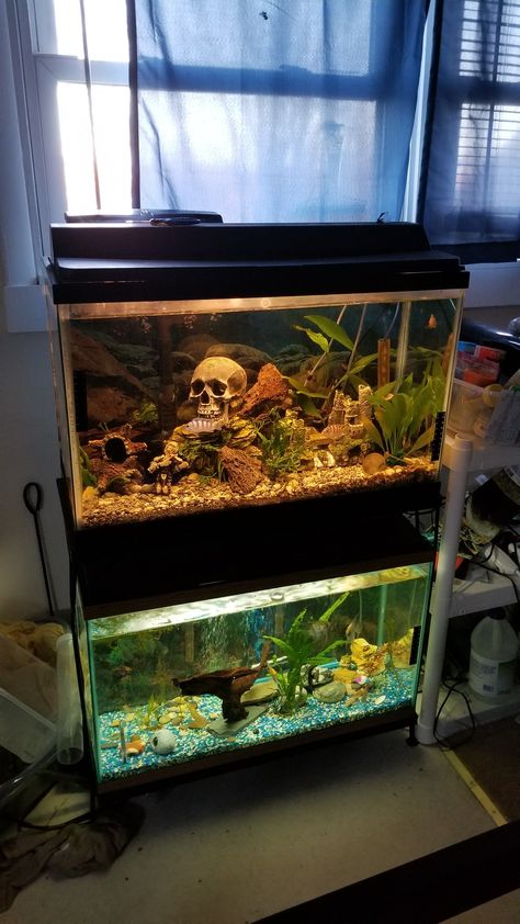 Final days for the two 29 gallon tanks. The angelfish will be moved to a 47 gallon column tank. The African cichlids will be moved to a 55 gallon tank. I'm going to have to sell the 2 29 gallon tanks and stand. Ten Gallon Fish Tank Ideas, 55 Gallon Fish Tank Ideas, 55 Gallon Tank, 10 Gallon Fish Tank, Community Tanks, Tropical Fish Aquarium, Betta Tank, Aquarium Ideas, African Cichlids