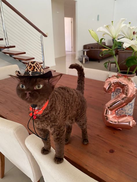 Devon Rex Cat, Devon Rex Cats, Dream's Cat, Rex Cat, Devon Rex, Pretty Animals, Cute Animal Photos, Cute Cats And Kittens, Cute Cats And Dogs