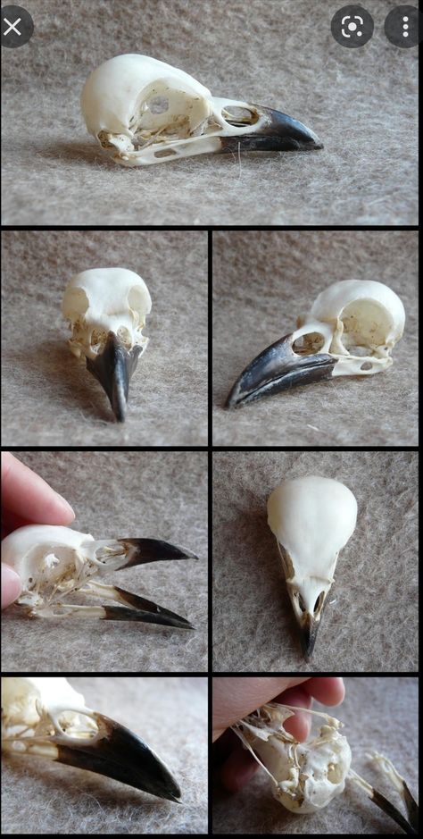 Crow Anatomy, Magpie Skull, Crow Beak, Bird Skull Tattoo, Bird Skeleton, Crows Drawing, Bird Bones, Skull Reference, Bird Beaks